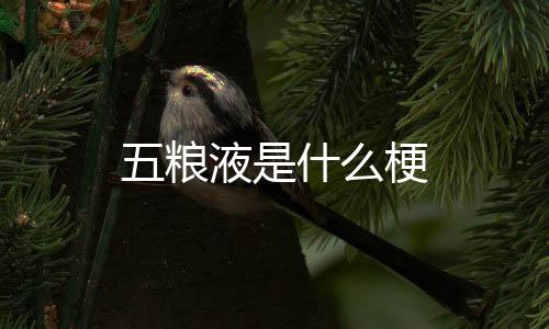 五粮液是什么梗